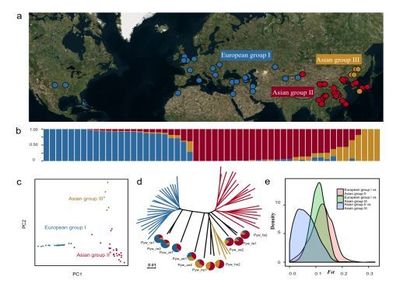 南京農業大學梨課題組揭示梨的起源、分化與馴化歷程